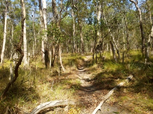 Walking trails in White's Hill Reserve